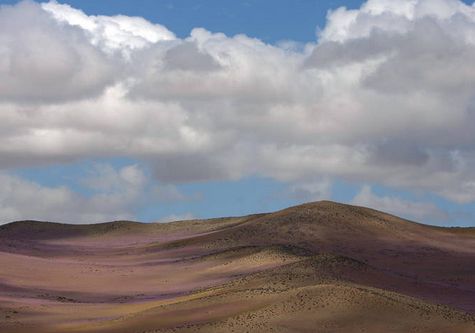 Atacama florecido